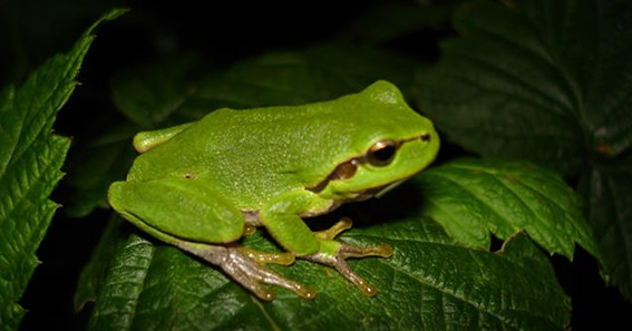 A Forelimbs Of A Frog 