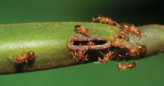 Acacia Ants And Acacias Coevolution 