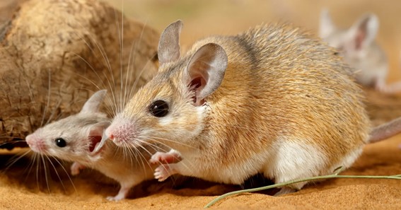 African Spiny Mice Heal Quickly 