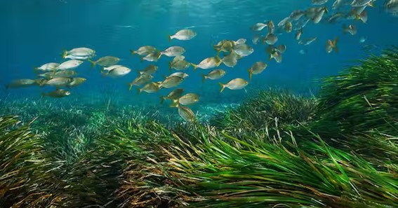 Marine Plants And Their Herbivores Coevolution 