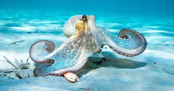 Octopuses Blend In 