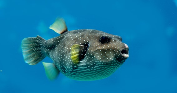 Pufferfish Expand In Size 