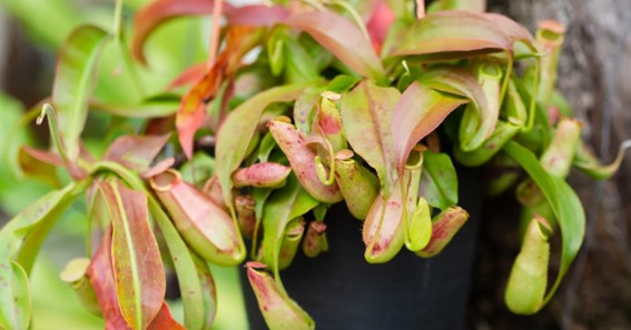 The Leaves Of Pitcher Plant 