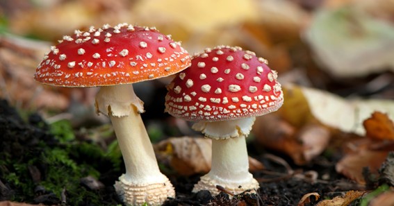 Fungi 